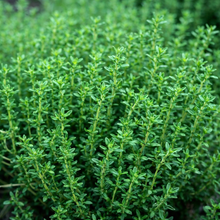 Thym (<em>Thymus vulgaris</em>)