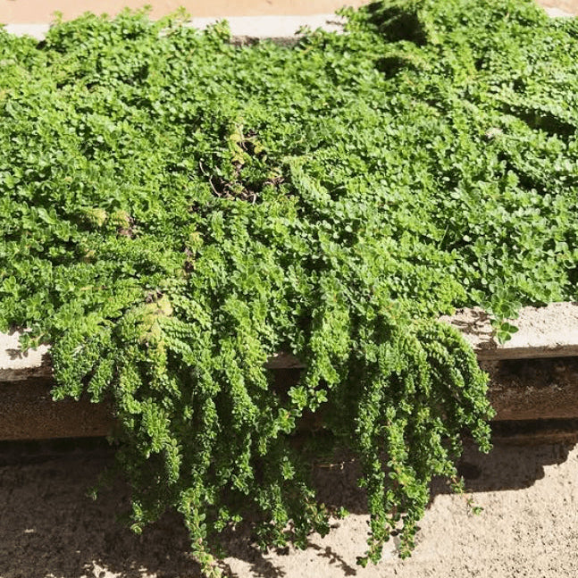 Organic 'Creeping Thyme'