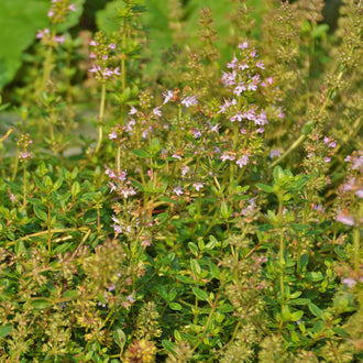 Thym serpolet. Tapis de thym avec de nombreuses petites fleurs mauves. Le cadrage permet de voir les formes, les couleurs et les détails du sujet représenté. Les contours se détachent du fond de l’image, avec des différences de teinte et de texture visibles sur les surfaces. Cette vue accompagne la présentation du produit dans la boutique.