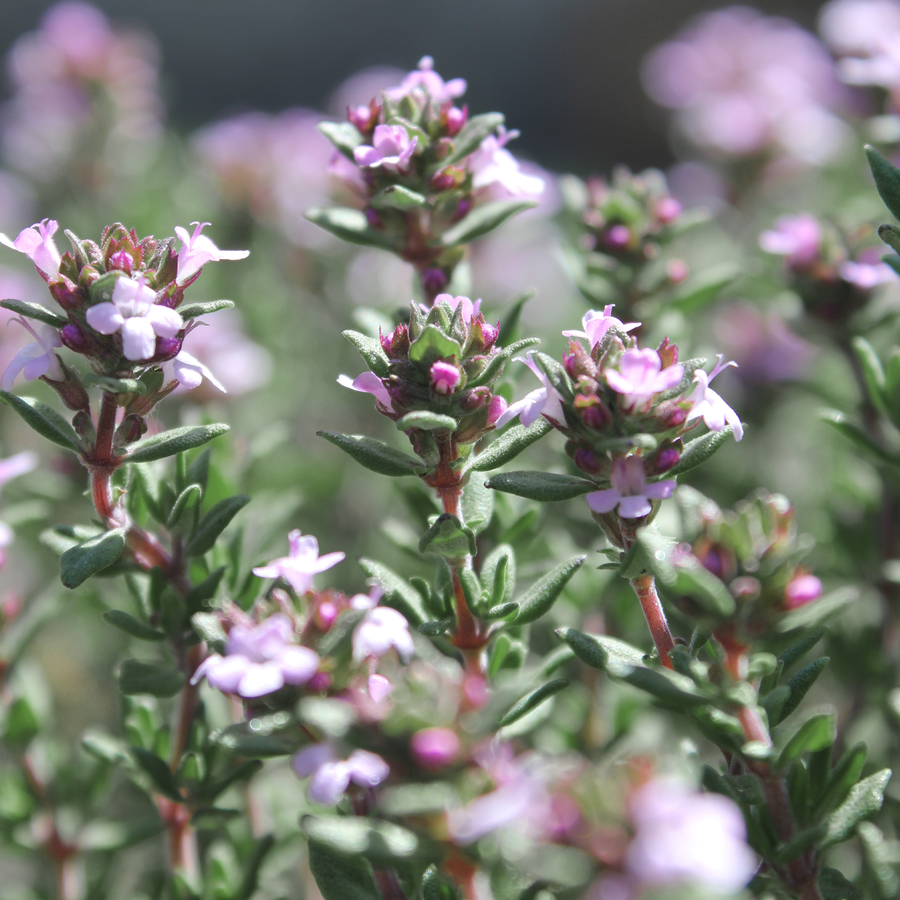 English thyme