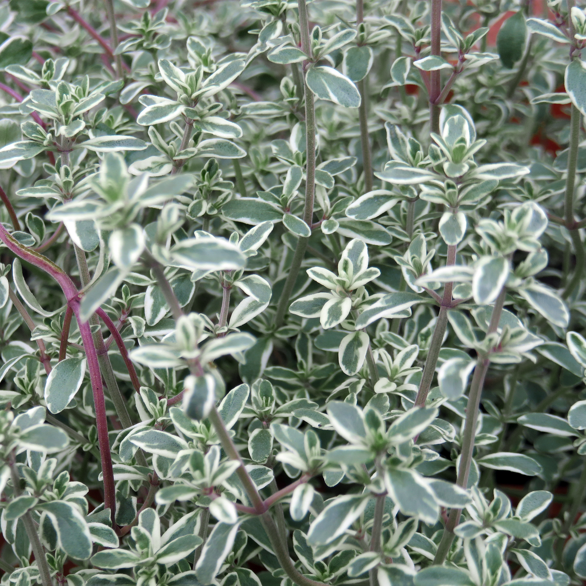 Silver thyme
