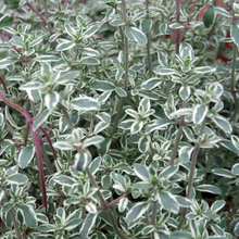 Silver thyme