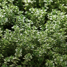Thym citron
