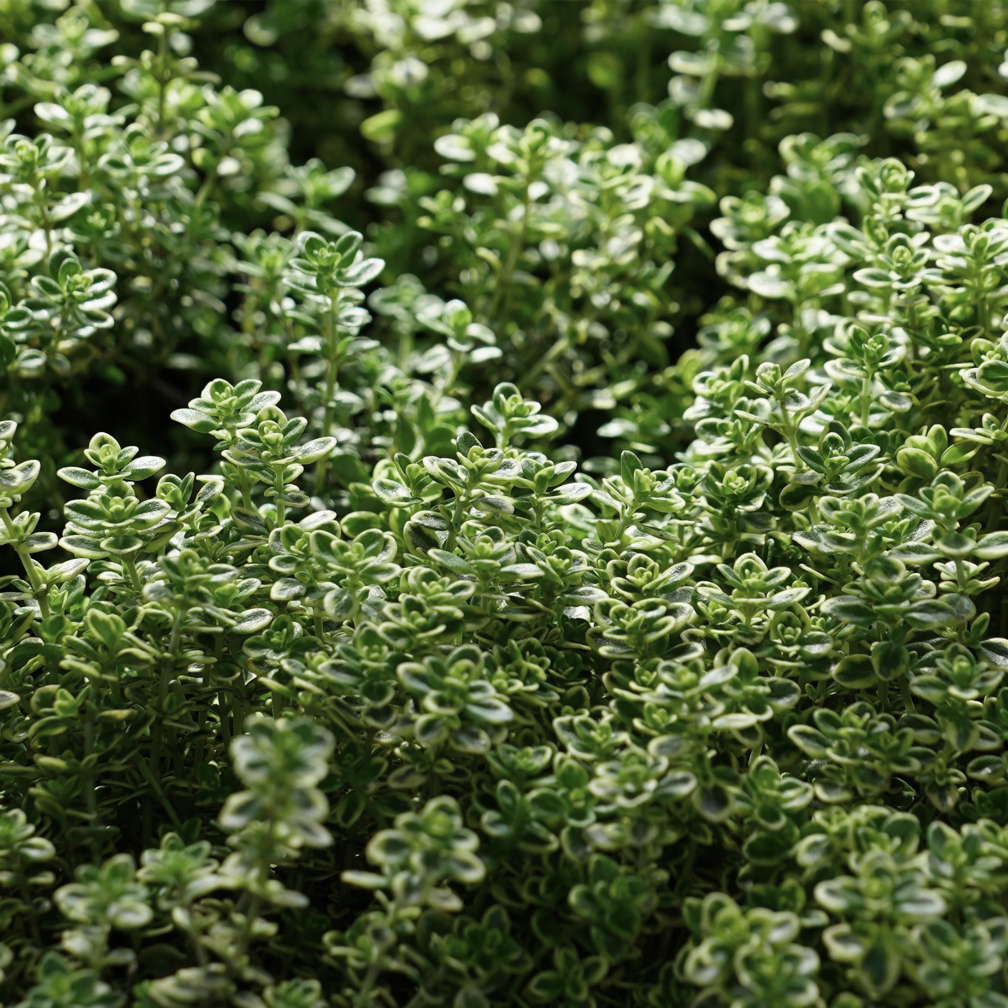 Thym citron