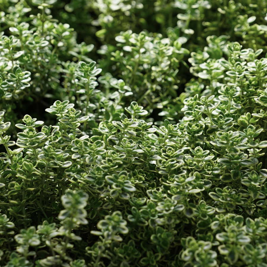 Lemon thyme
