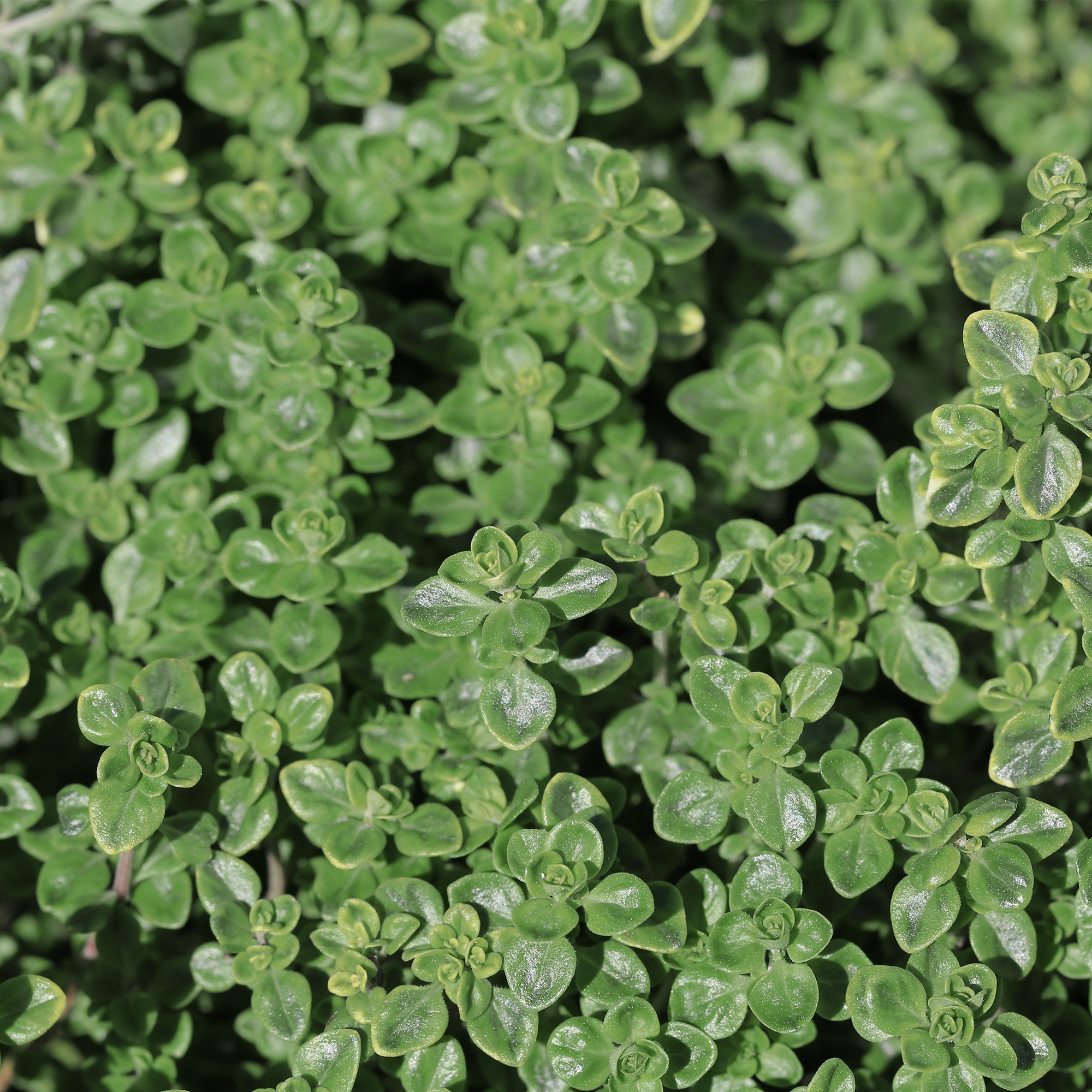 French thyme