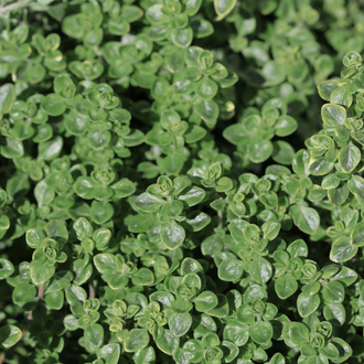 French thyme