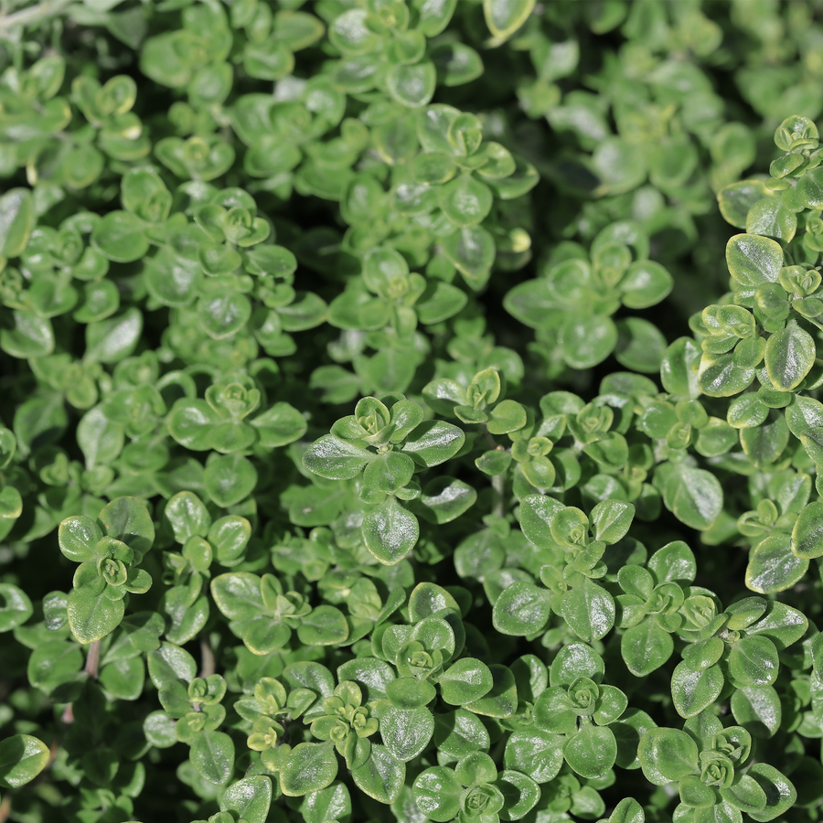 French thyme