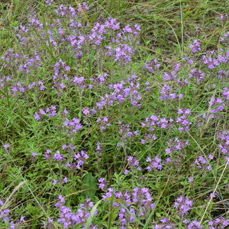 Une multitude de minuscules fleurs mauves se répartit parmi des tiges vertes très fines. Les petites corolles forment des touches colorées séparées par de nombreuses feuilles étroites. Quelques brins plus longs traversent l’ensemble en diagonale et dépassent vers le haut. Le cadrage montre une surface végétale dense, avec des zones vertes et brunes entre les fleurs.