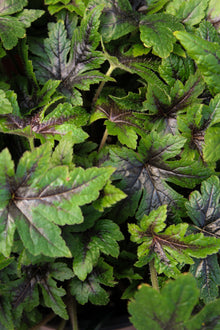 Tiarella 'Sugar & Spice'