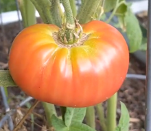 Tomate Tiffen Mennonite – Gaia Organic Seeds