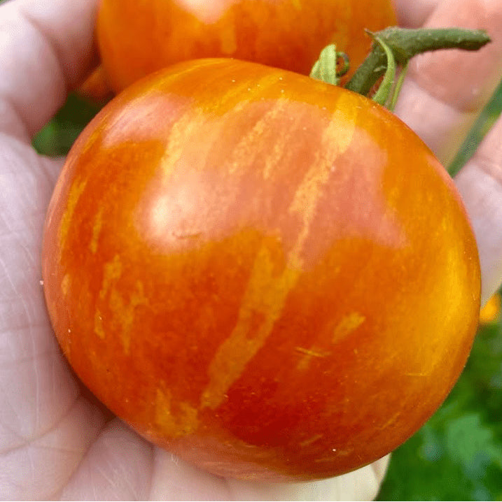 Organic 'Tigerella' Tomato