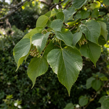 Tilia americana 'Boulevard'