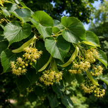 Tilia americana 'Redmond'