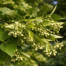 Tilia cordata 'Greenspire'