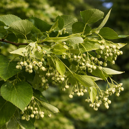 Tilia cordata 'Greenspire'