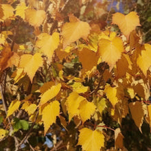 Tilia mongolica 'Harvest Gold'