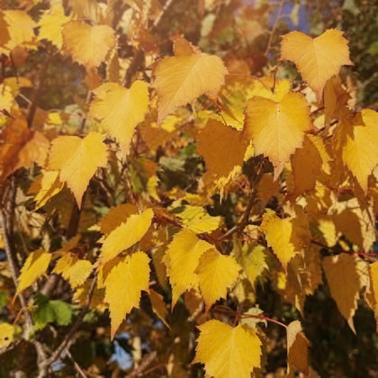 Tilia mongolica 'Harvest Gold'