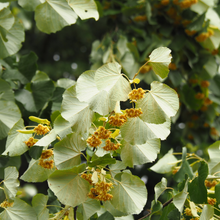 Tilia tomentosa 'Sterling Silver'