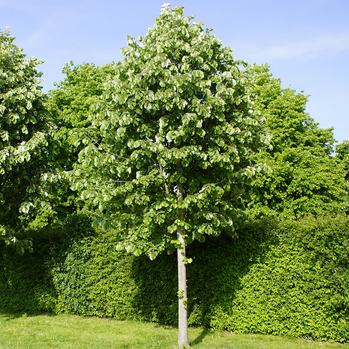 Tilia tomentosa 'Sterling Silver'