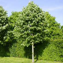 Tilia tomentosa 'Sterling Silver'