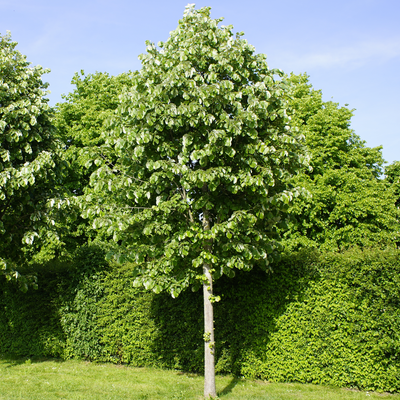 Tilia tomentosa 'Sterling Silver'