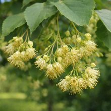 Tilia × flavescens 'Glenleven'
