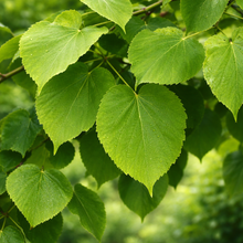 Tilia × flavescens 'Glenleven'