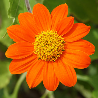 Une fleur orange ouverte de face occupe presque tout le premier plan. Ses pétales larges et allongés portent des lignes fines et entourent un disque jaune composé de petites formes serrées. Le contour présente des lobes arrondis, légèrement ondulés. Une tige verte apparaît sous la corolle, sur un fond de feuilles vertes aux contours moins distincts.