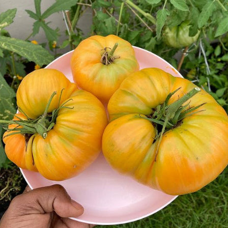 Tomate 'Orange Jazz' bio