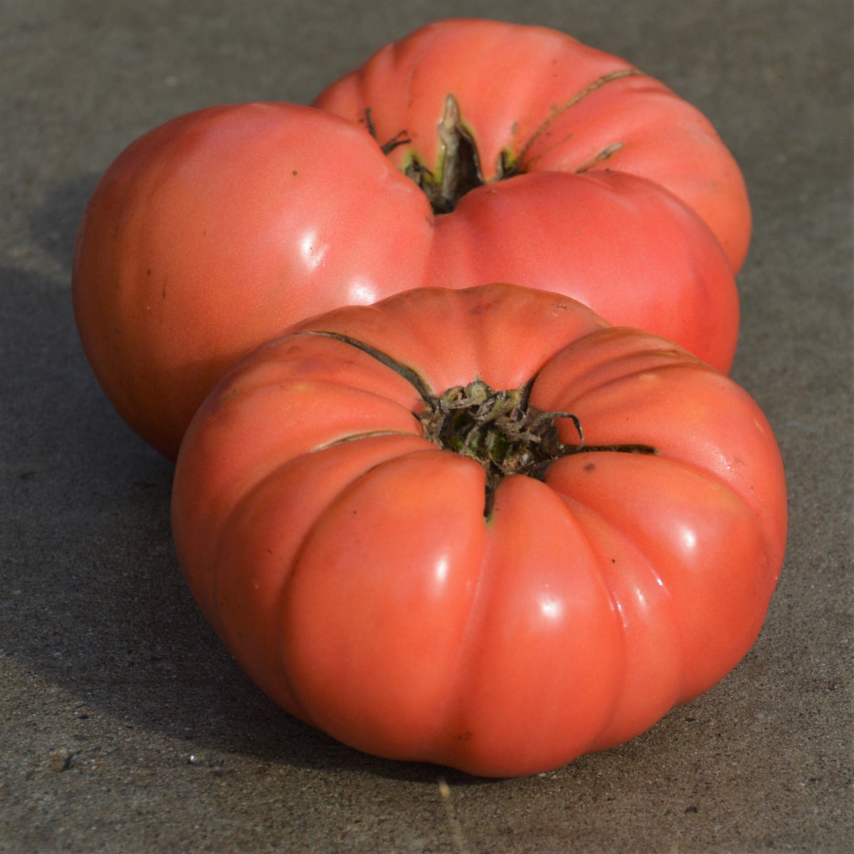 Tomate Beefsteak Dester. Tomates roses aplaties et côtelées sur du bois. Le cadrage permet de voir les formes, les couleurs et les détails du sujet représenté. Les contours se détachent du fond de l’image, avec des différences de teinte et de texture visibles sur les surfaces. Cette vue accompagne la présentation du produit dans la boutique.