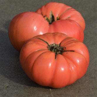 Tomate Beefsteak Dester. Tomates roses aplaties et côtelées sur du bois. Le cadrage permet de voir les formes, les couleurs et les détails du sujet représenté. Les contours se détachent du fond de l’image, avec des différences de teinte et de texture visibles sur les surfaces. Cette vue accompagne la présentation du produit dans la boutique.