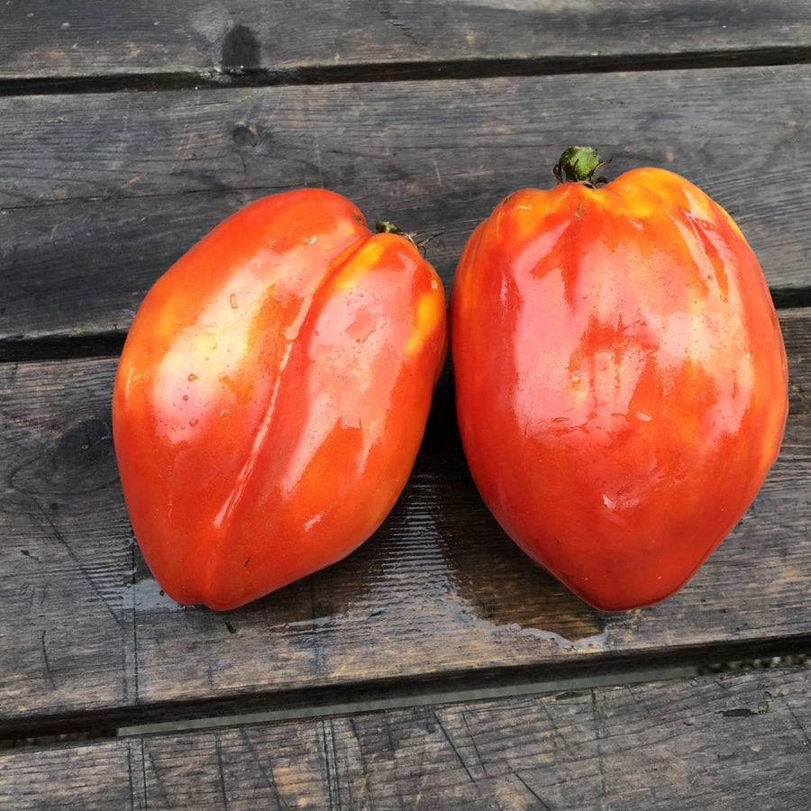 Tomate Cœur de Bœuf 'La Pasquale' bio