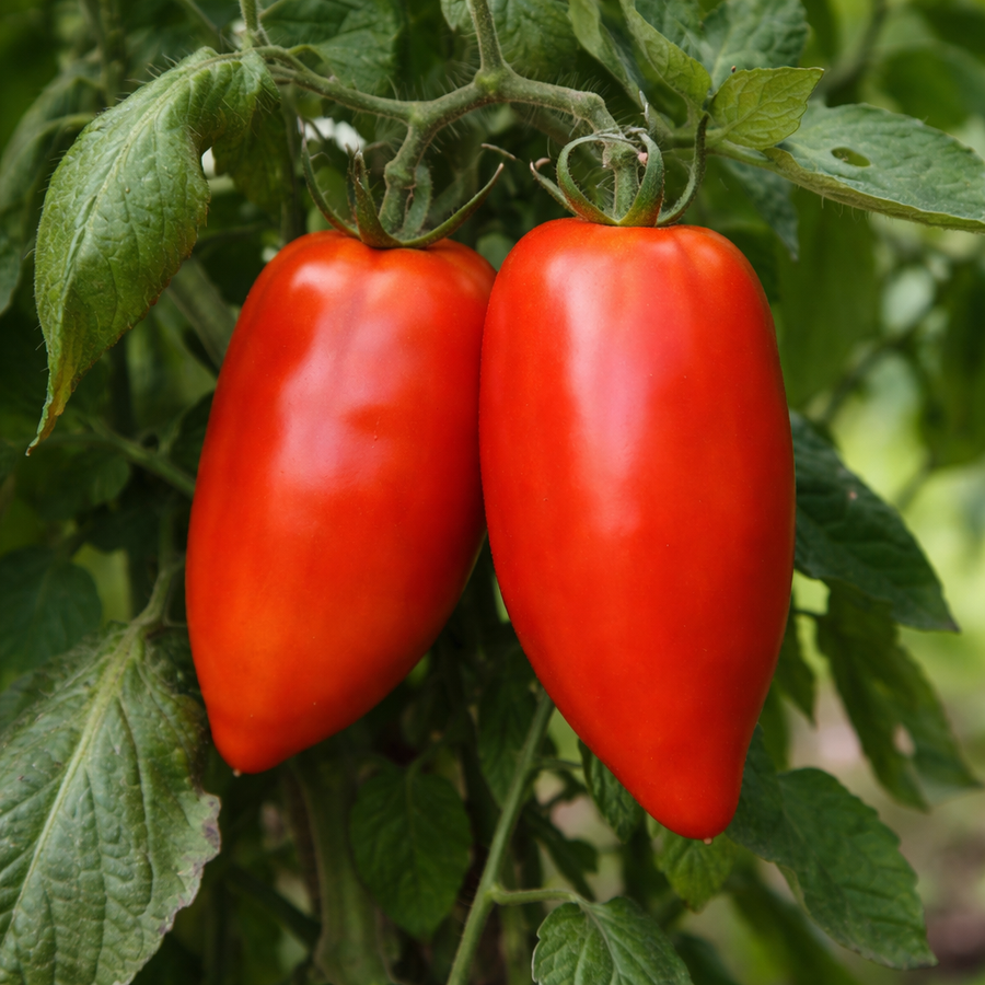Organic 'Andine Cornue' Tomato