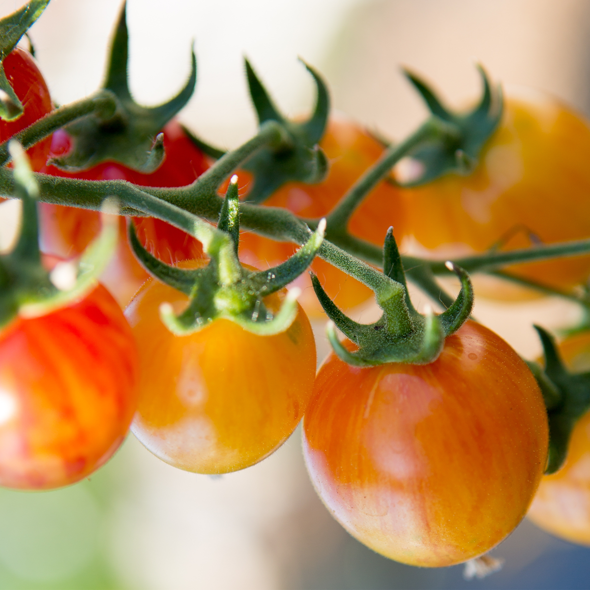 Bumble Bee Sunrise Cherry Tomato