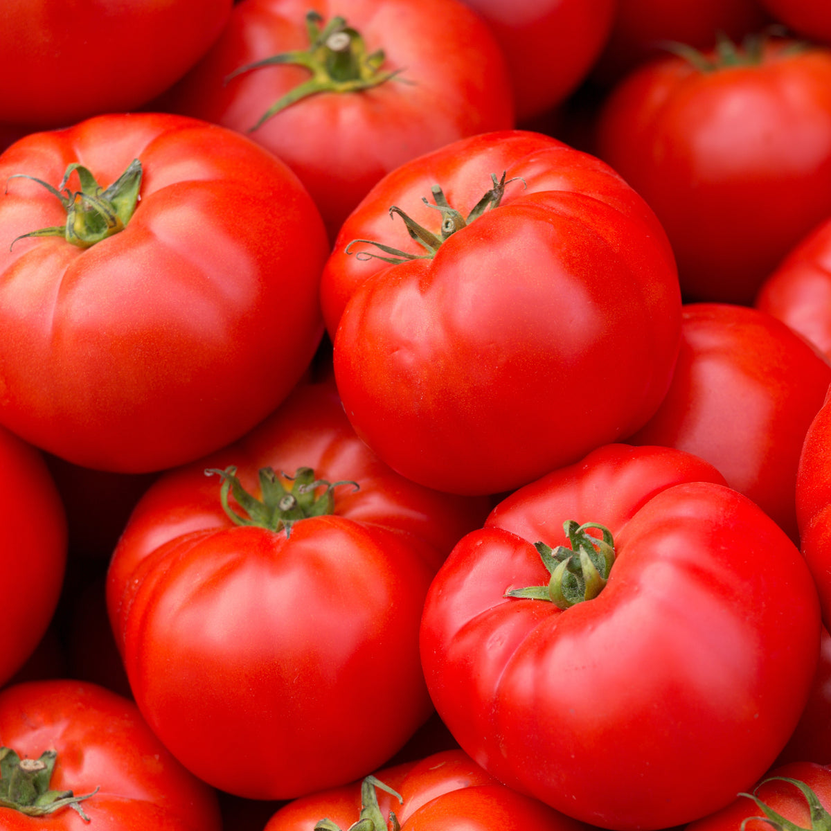 Photo de Tomate Caiman F1. La couleur caractéristique est : rouge. Le visuel permet d'observer les contours, les teintes et la disposition des éléments présentés. Les détails de forme et les contrastes donnent un aperçu de l'apparence de cette plante ou de sa récolte. Cette photographie accompagne la variété nommée afin de l'identifier dans la sélection de semences.