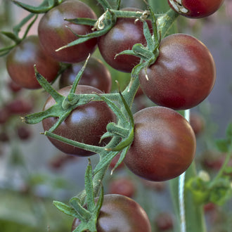 Visuel principal associé à Tomate cerise 'Chocolate Cherry', semences offertes par Cutleaf Seed. Cette image accompagne la fiche pour relier clairement le produit à son emballage ou à la culture présentée. Elle complète les renseignements de semis, de culture et de récolte, sans remplacer les indications propres au lot ni les conseils détaillés figurant sur le sachet.
