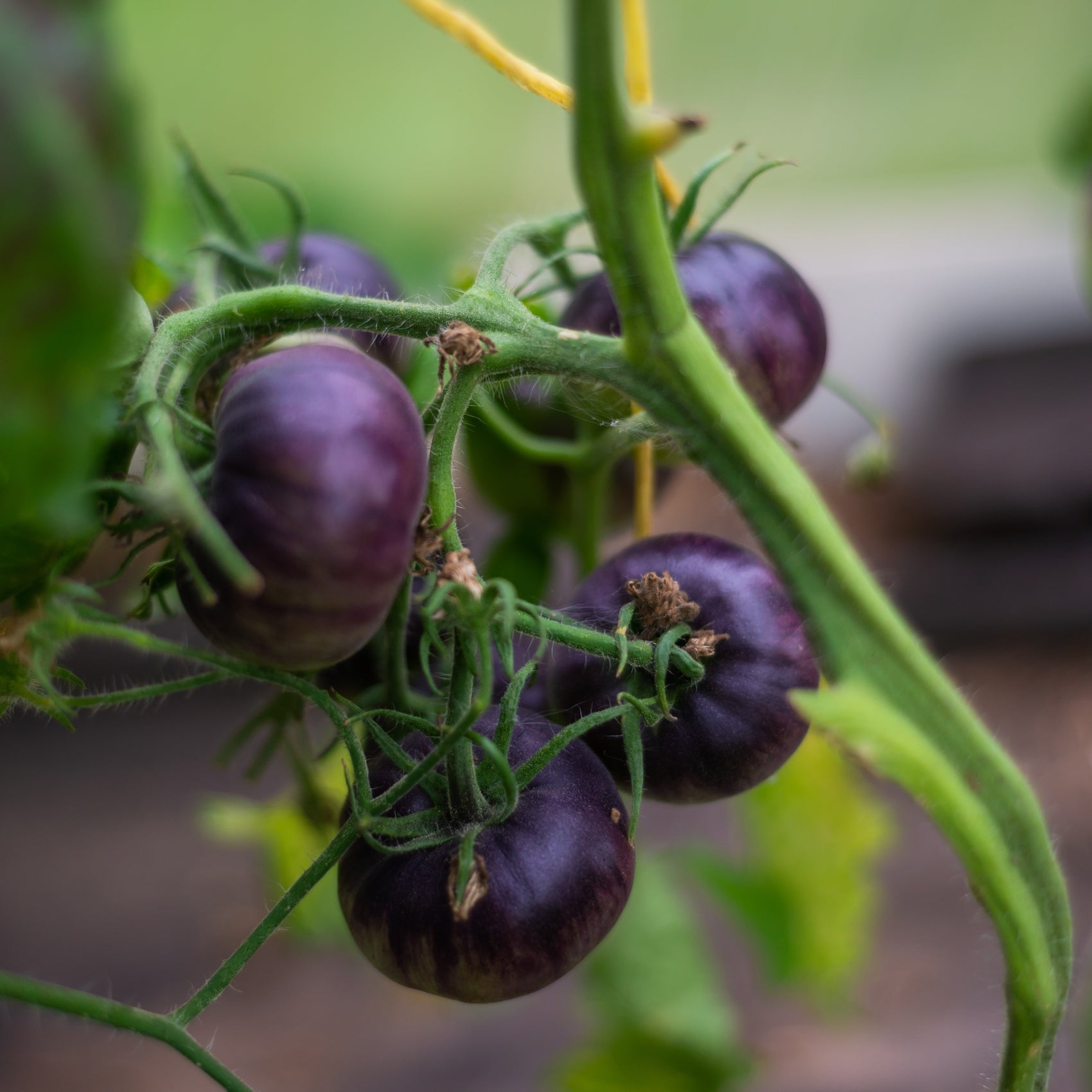 Image officielle de Tomate Cerise 'Blueberry' associée au petit sachet de semences Cutleaf Seed.