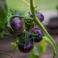 Image officielle de Tomate Cerise 'Blueberry' associée au petit sachet de semences Cutleaf Seed.