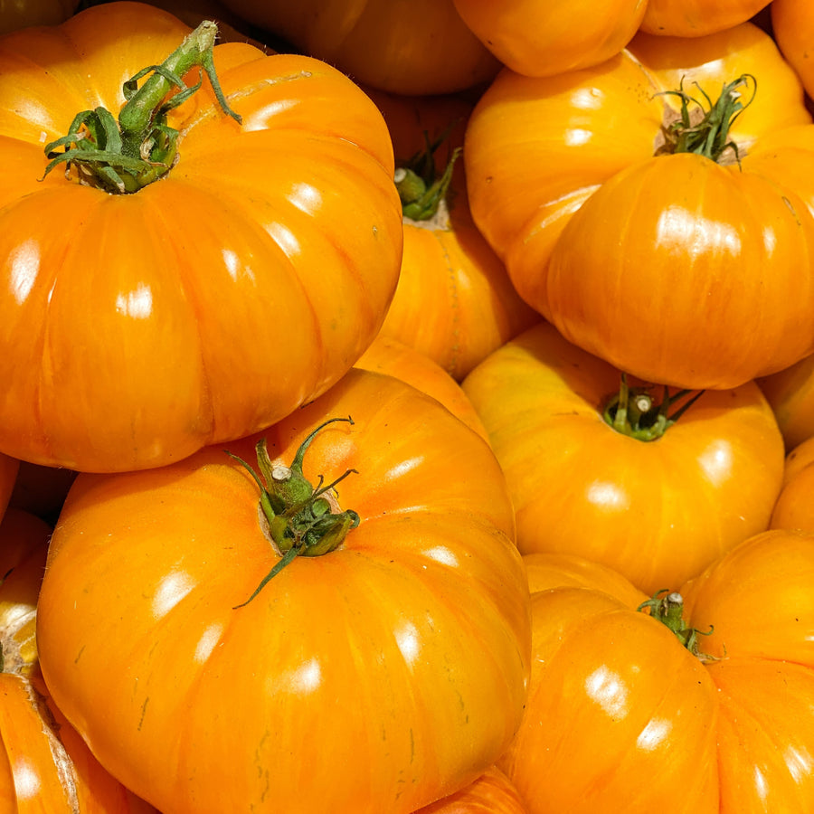 Tomate Chef's Choice Jaune F1