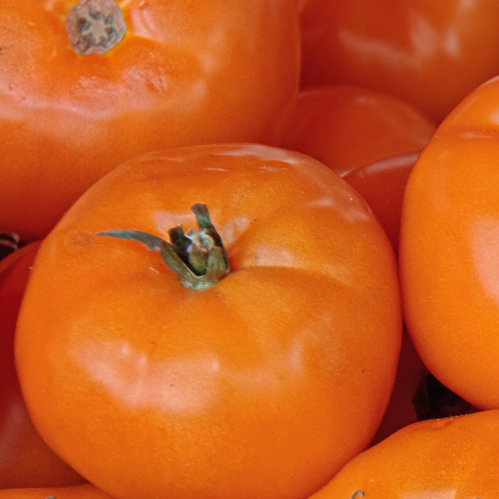 Tomate Chef's Choice Orange F1
