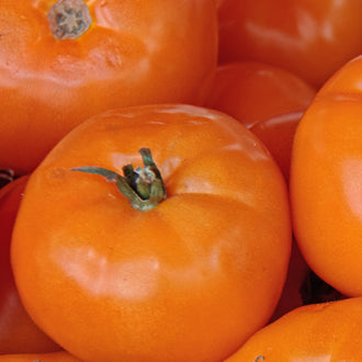 Photo de Tomate Chef's Choice Orange F1. Les plants sont vigoureux et le feuillage dense protège les fruits du soleil. La couleur caractéristique est : orange. Le visuel permet d'observer les contours, les teintes et la disposition des éléments présentés. Les détails de forme et les contrastes donnent un aperçu de l'apparence de cette plante ou de sa récolte.