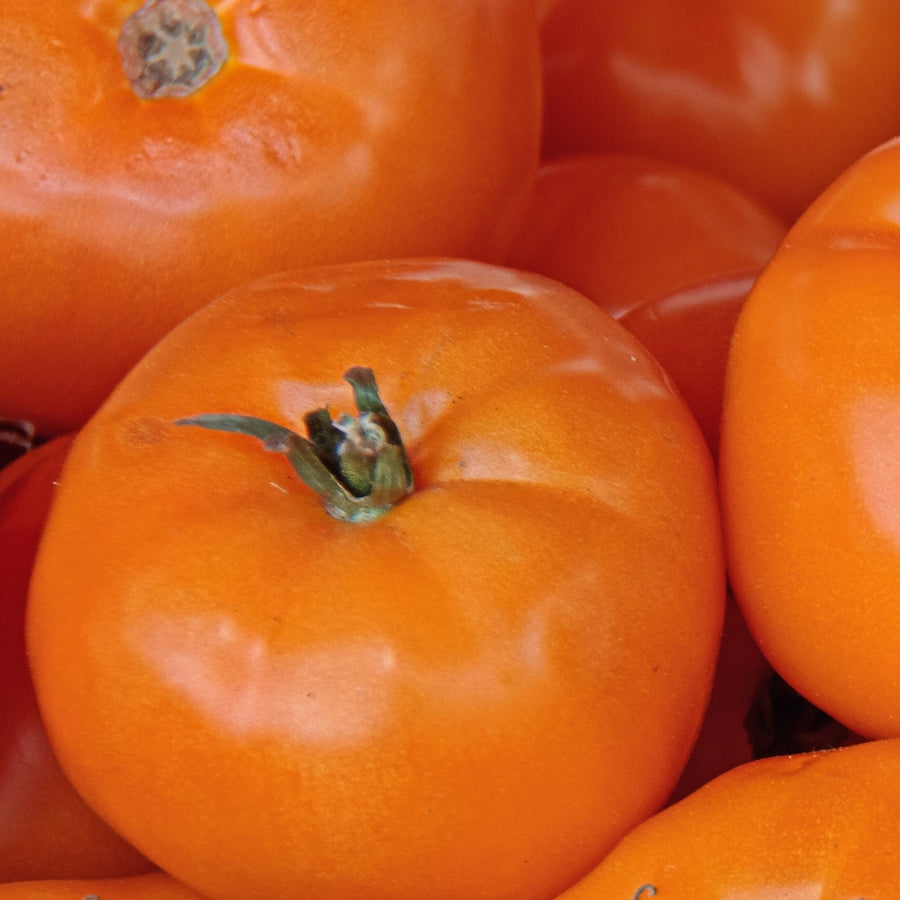 Tomate Chef's Choice Orange F1