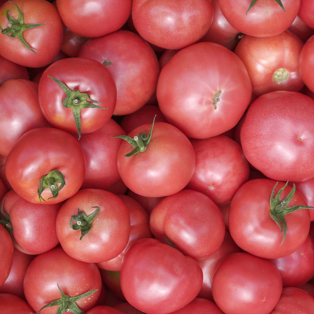 Tomate Chef's Choice Rose F1