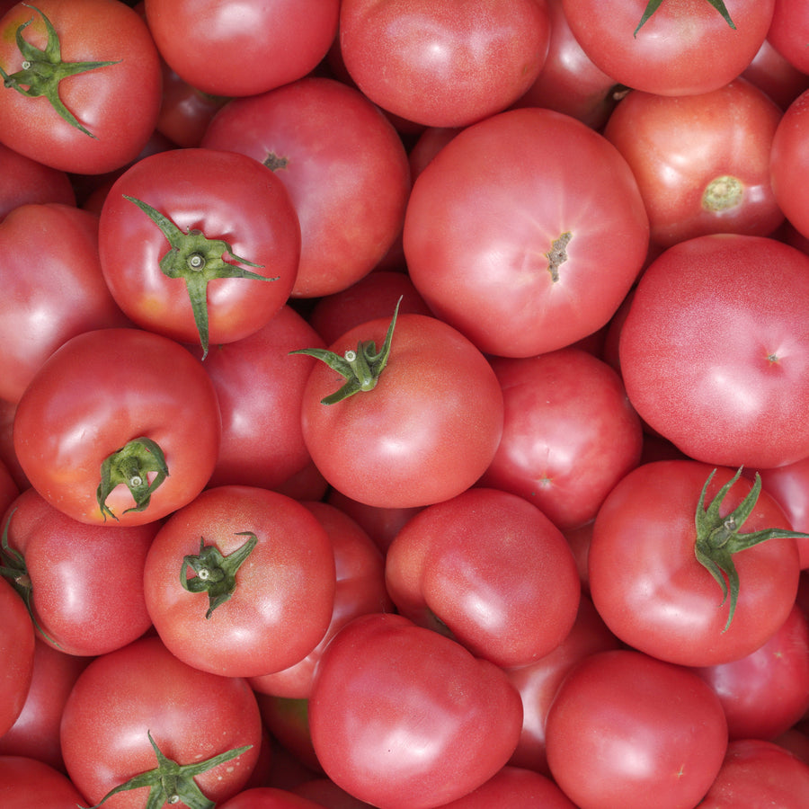 Tomate Chef's Choice Rose F1