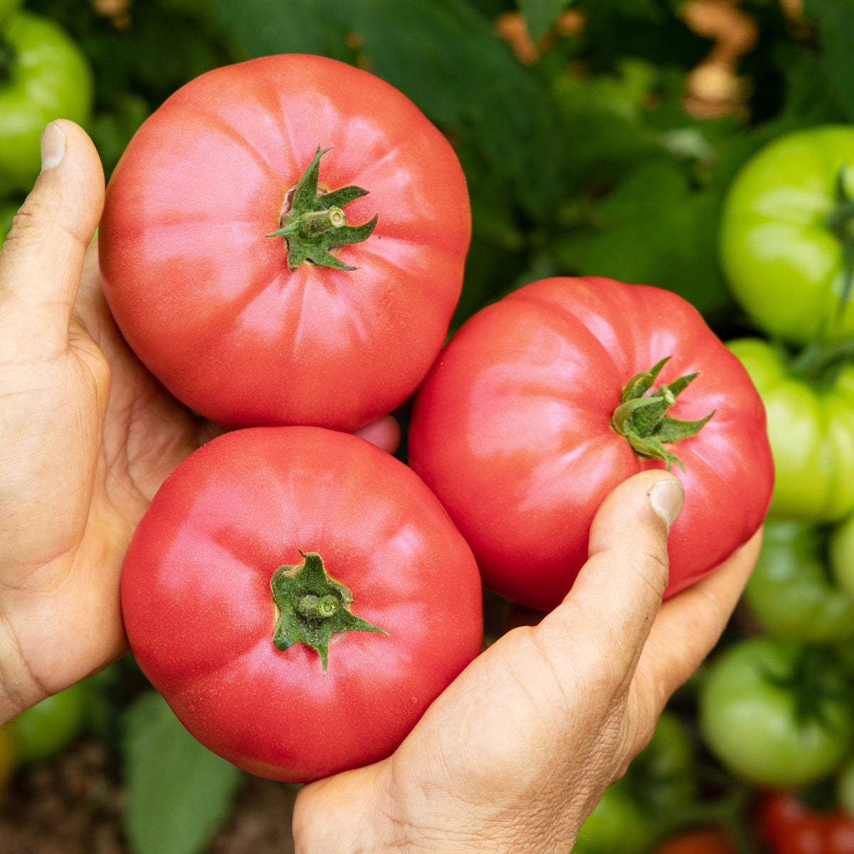 Tomate Oxheart