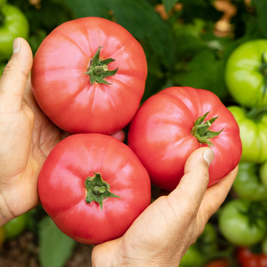 Tomate Cœur De Bœuf Rose