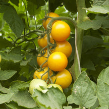 Tomato Goldmine F1 