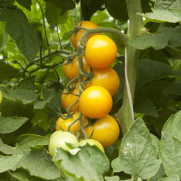 Tomate Goldmine F1