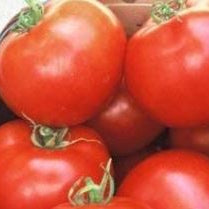 Organic 'Heinz 1439' Tomato